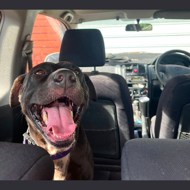 Photo of Estelle *$150 Adoption Fee*