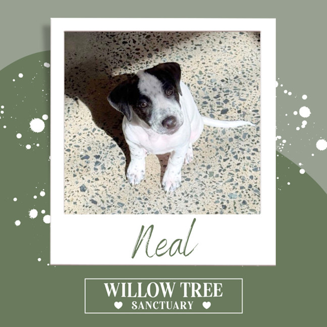 Photo of Neal