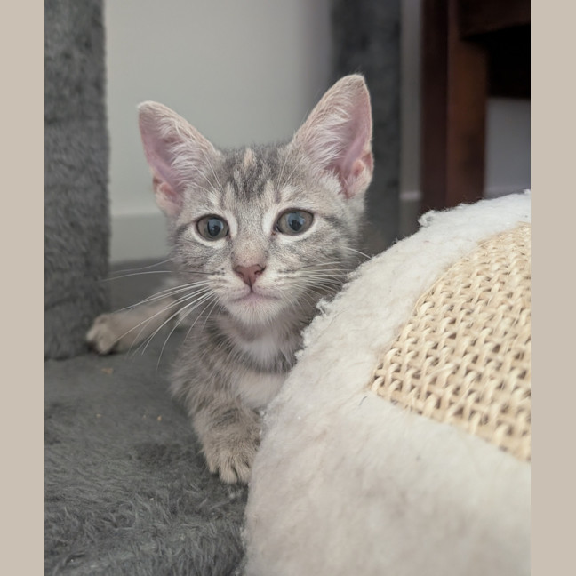 Photo of Pralines And Cream 