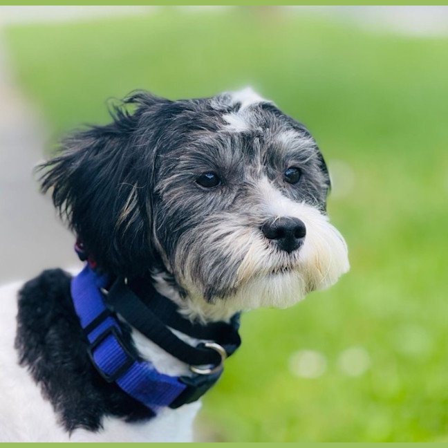 Photo of Raisin