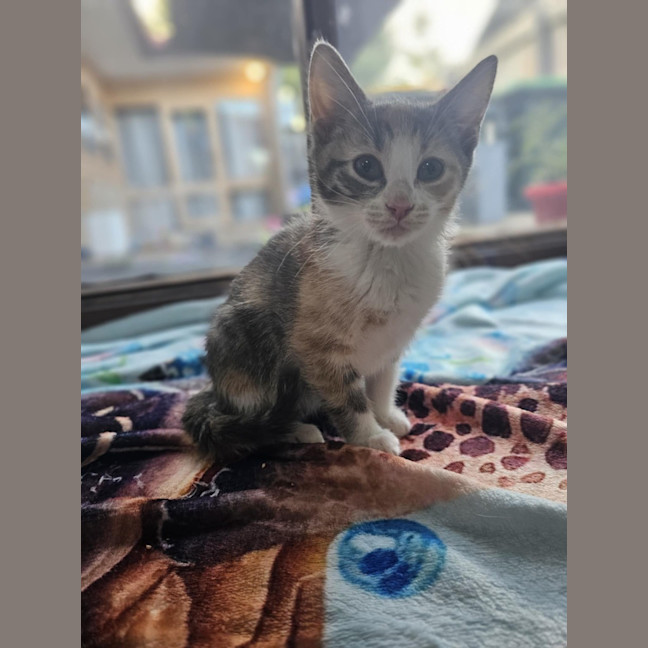 Photo of Turbo