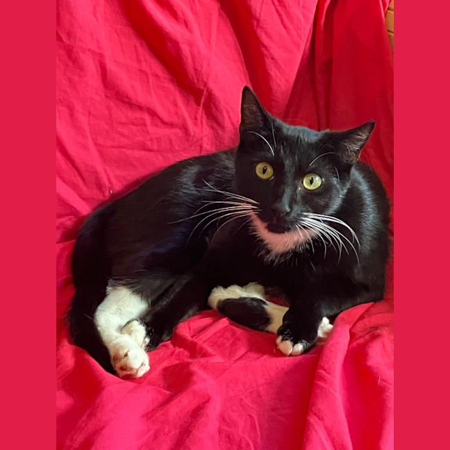 Photo of Coco And Mocha 