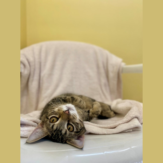 Photo of Peppercorn