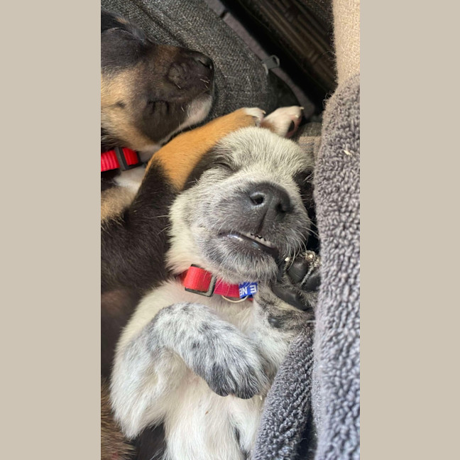 Photo of Oreo   8 Week Old Kelpie X (Trial)