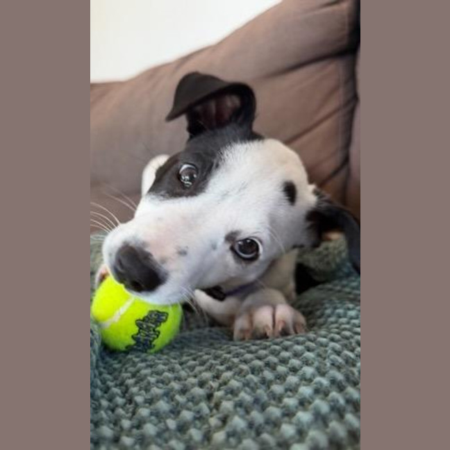 Photo of Frankie