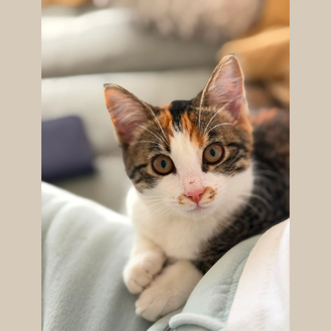 Photo of Cha Cha   In Foster Care In Malvern East