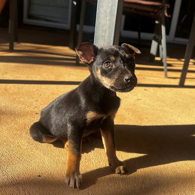 Photo of Piper