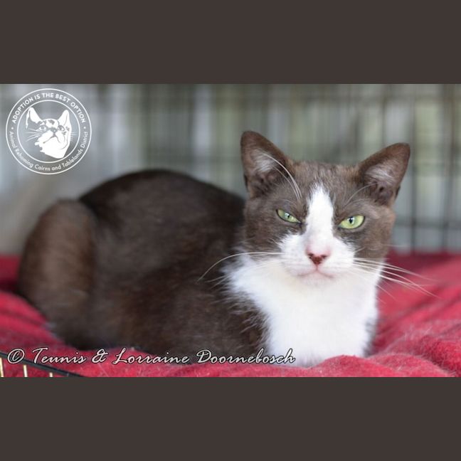 Photo of Leo And Lacy   Bonded Pair