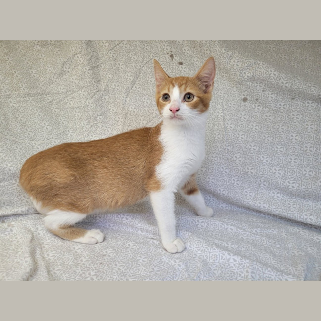 Photo of Tangerine 🍊 