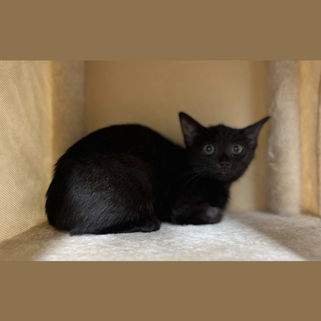 Photo of Toothless