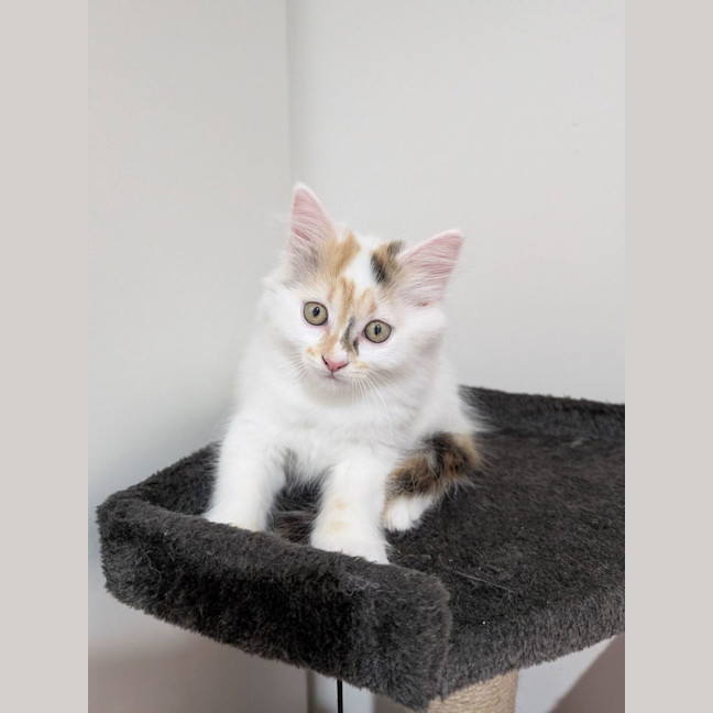 Photo of Lucy (Was Strudel)
