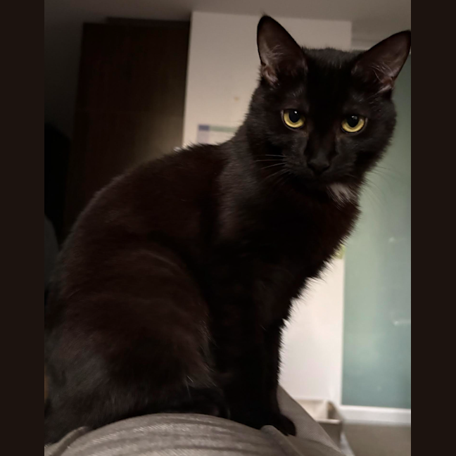 Photo of Morticia