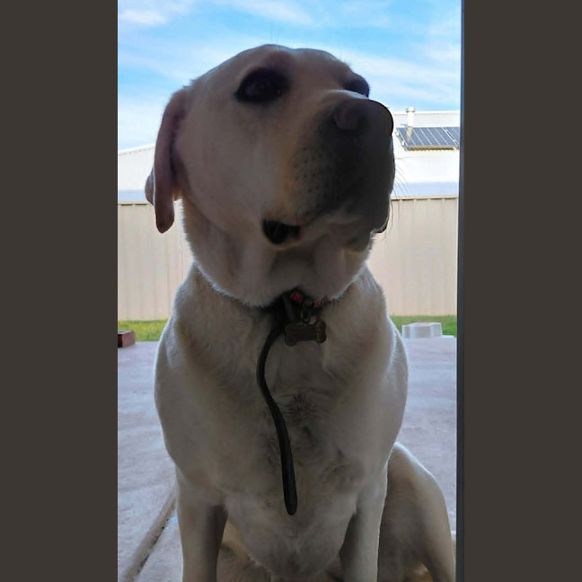 Photo of Layla