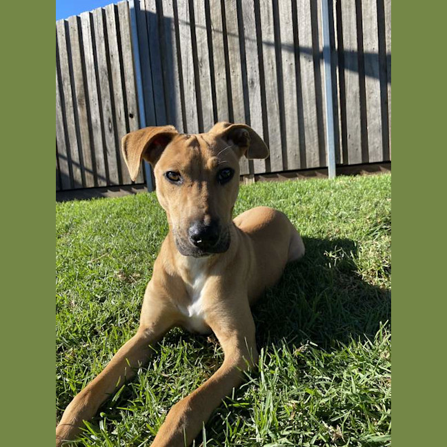 Photo of Milo