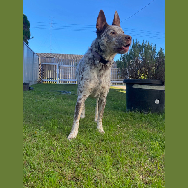 Photo of Willow   5 Year Old Cattle Dog X Kelpie