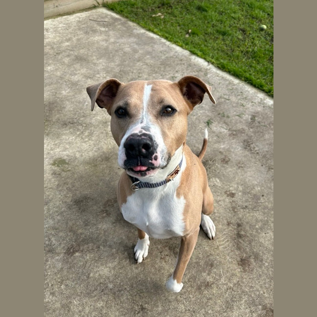 Photo of Dozer
