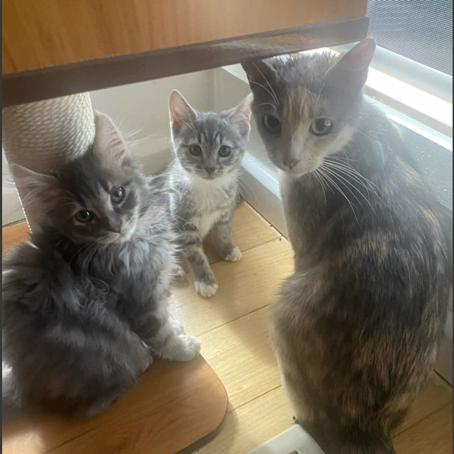 Photo of 🐾 Apollo 🐾