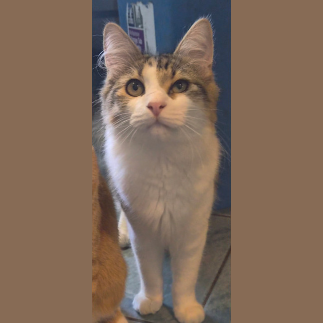 Photo of Watson 