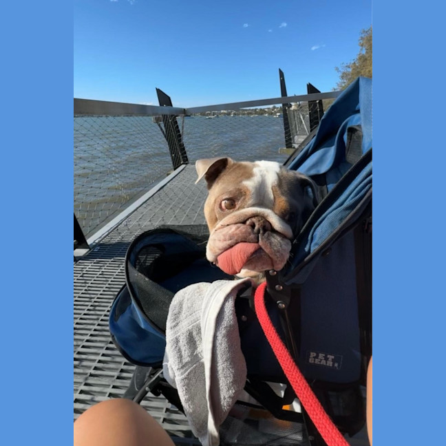 Photo of Charlie   5 Year Old British Bulldog (Trial)