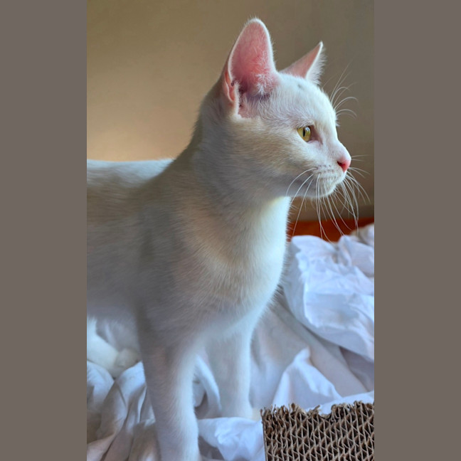 Photo of Charm