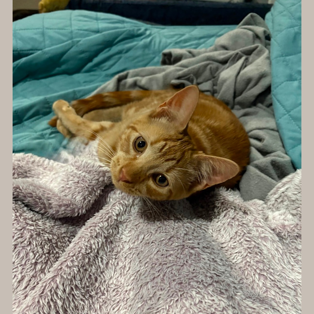 Photo of Roy Harper **2nd Chance Cat Rescue**