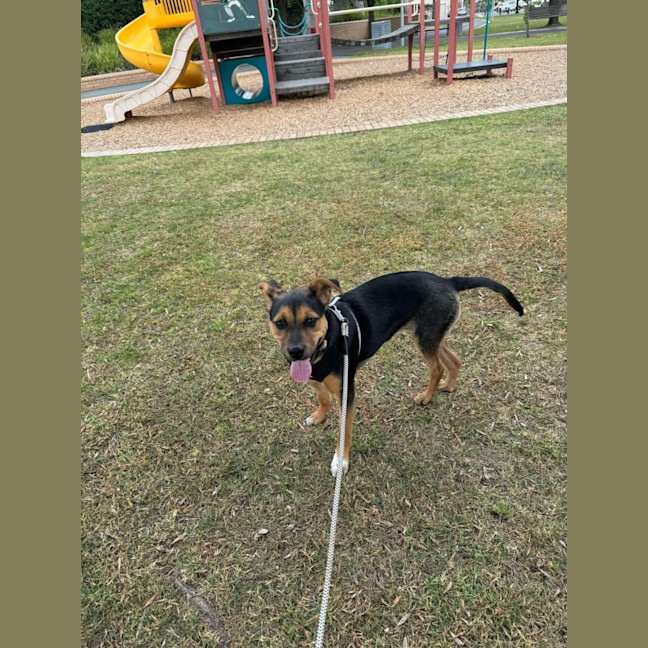 Photo of Rue
