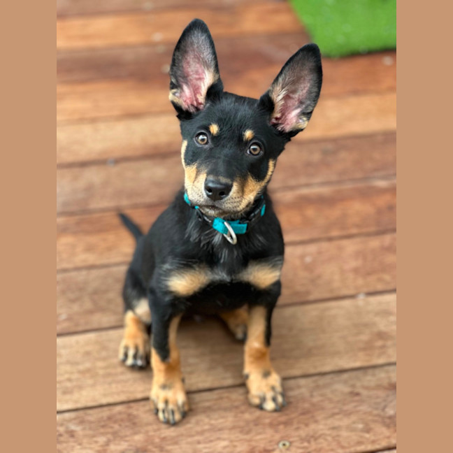 Photo of Timberglades