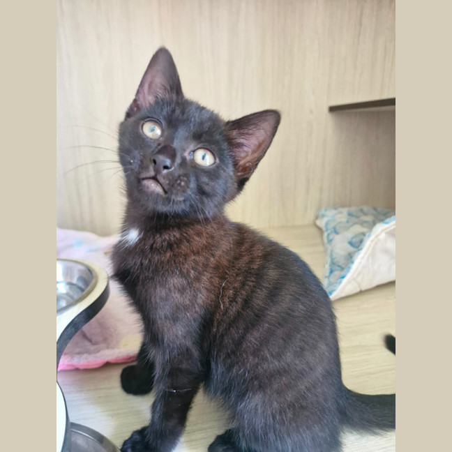 Photo of C1544 Odessa