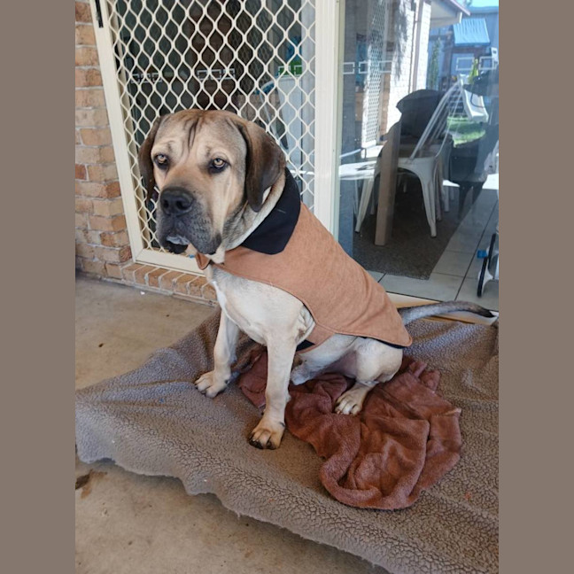 Photo of Marmalade *$350 Adoption Fee*