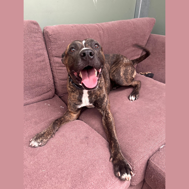 Photo of Boomer