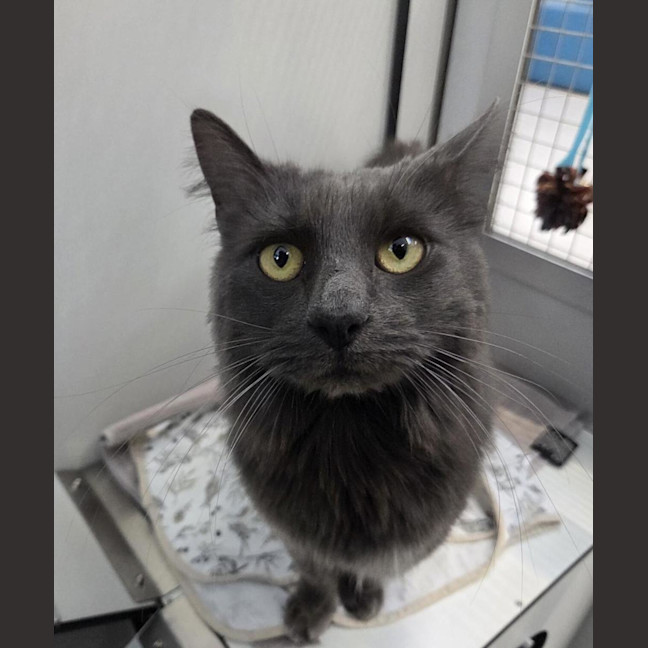 Photo of Lancelot