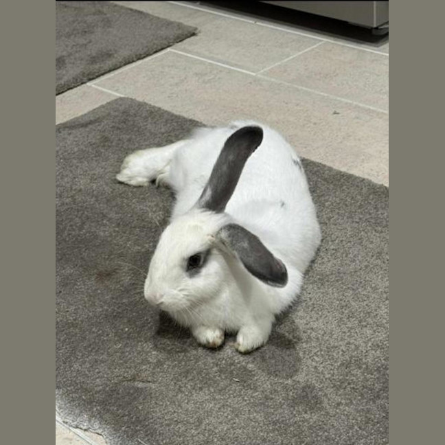Photo of Casper