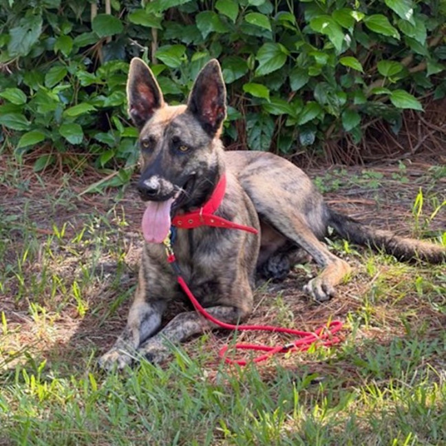 Photo of Rambo