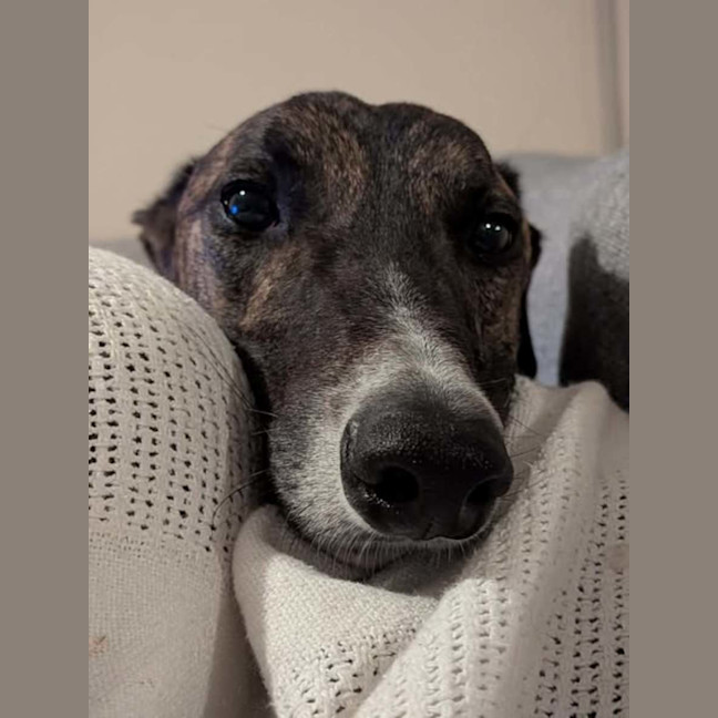 Photo of Clay, The Greyhound