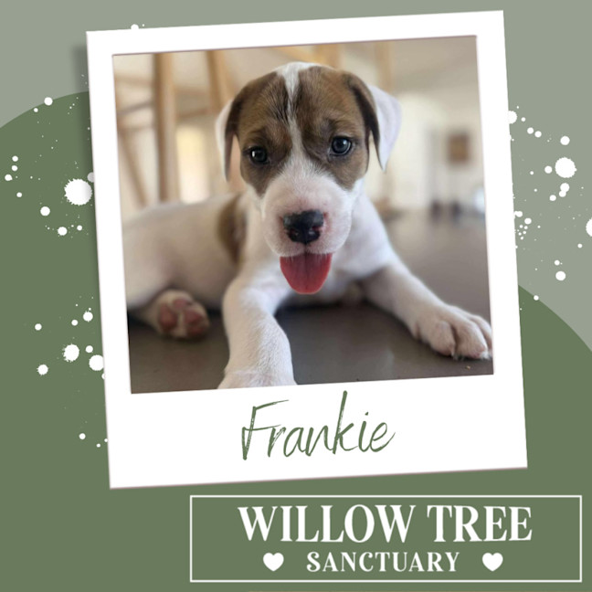 Photo of Frankie