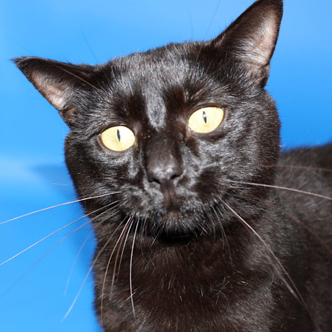 Photo of Patch   Available Pet Quarters Tuggerah