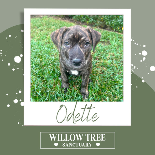 Photo of Odette
