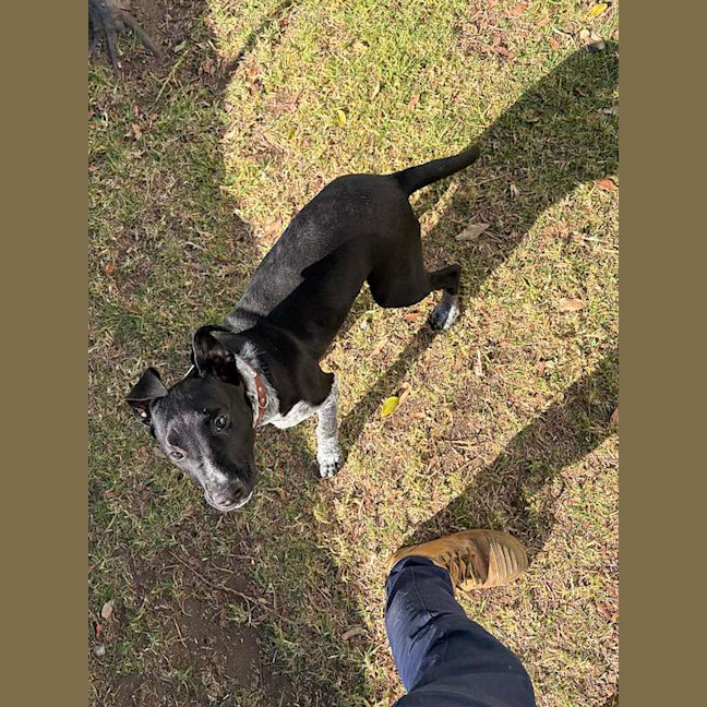 Photo of Spot