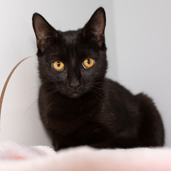 Photo of Kitty Kat