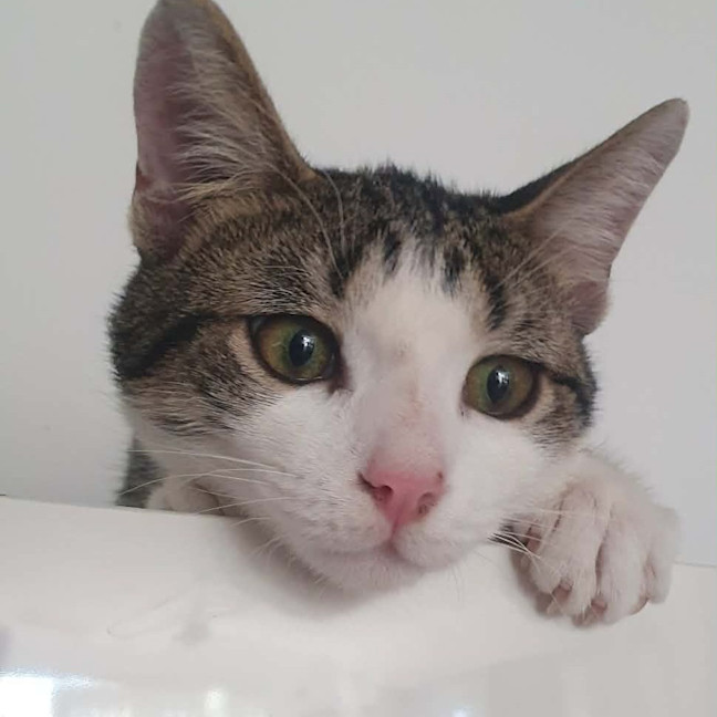 Photo of Mouse