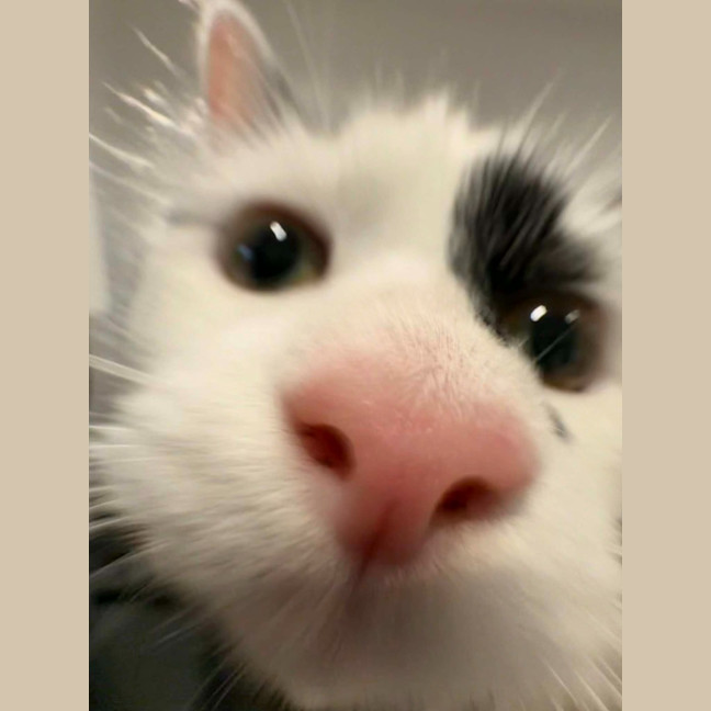 Photo of Spottie