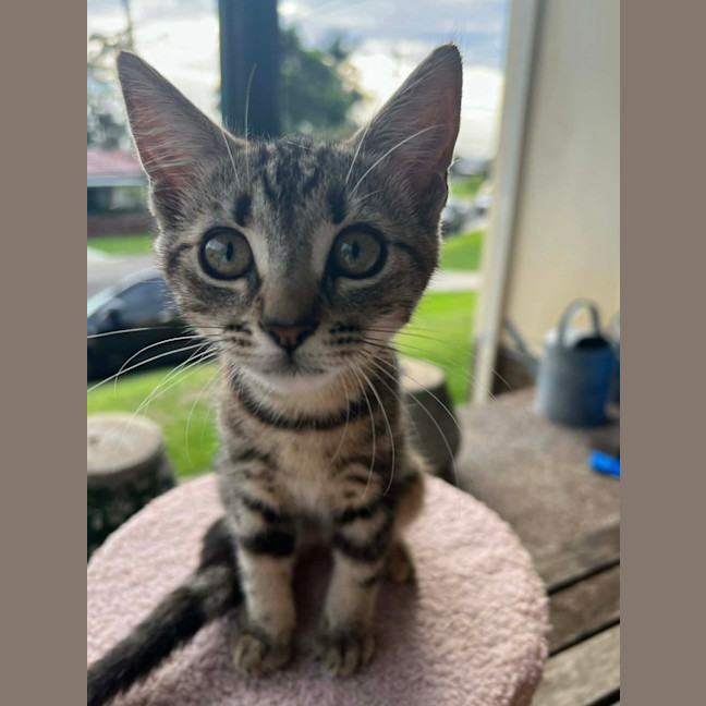 Photo of Willow