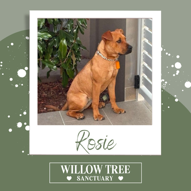 Photo of Rosie