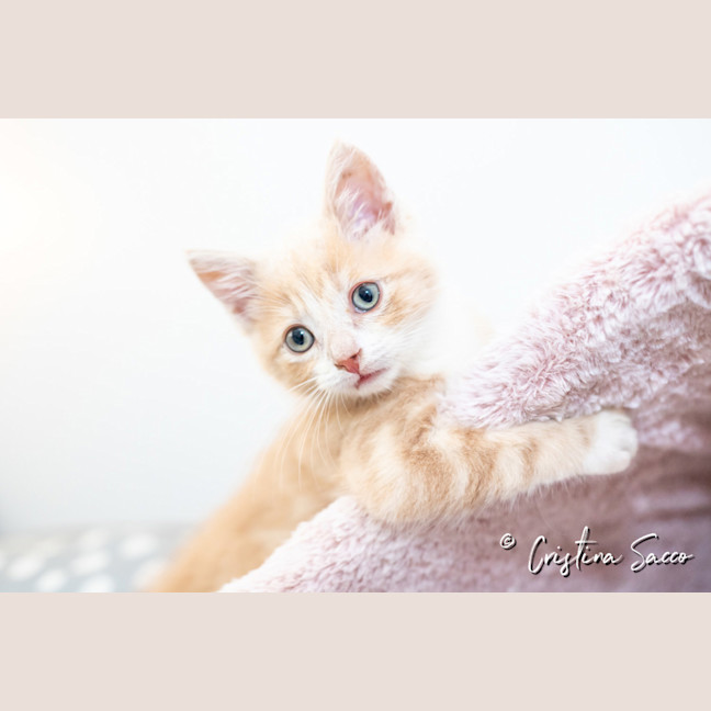 Photo of Butterscotch