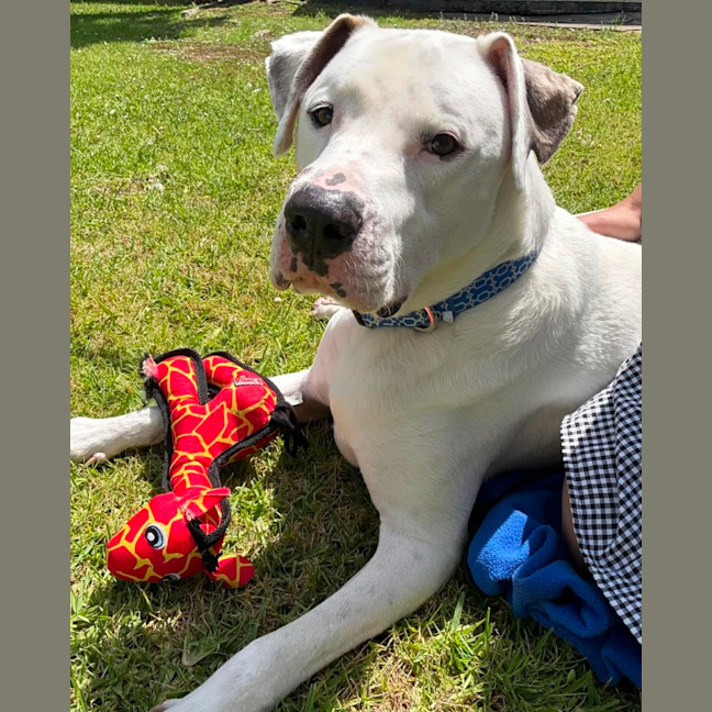 Photo of Baxter   5 Year Old Bullmastiff