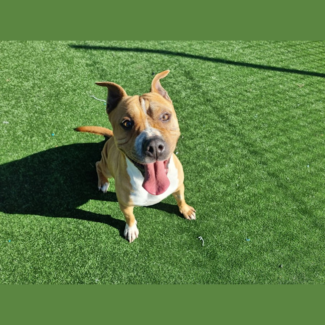 Photo of Pooh Imp 1087