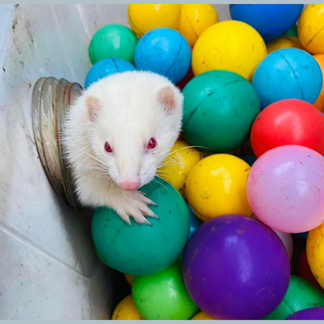 Photo of Fig, Anthea & Danger Mouse