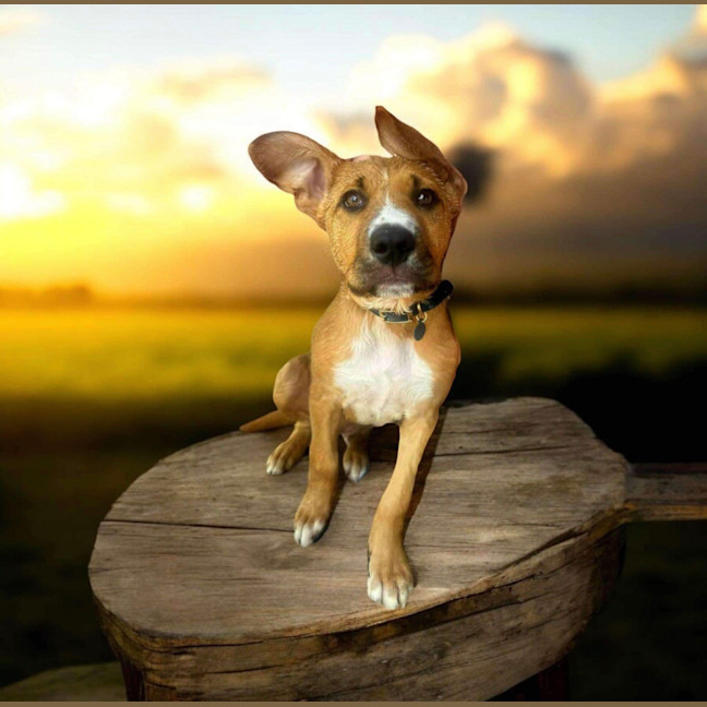 Photo of Archie (0044)