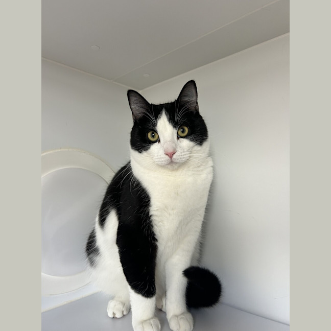Photo of Oreo