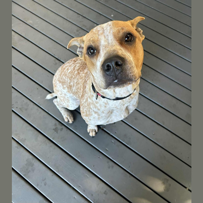 Photo of Bulla   10 Month Old Cattle Dog X Shar Pei